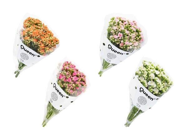 Kalanchoe buket