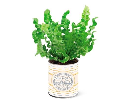 Farmhouse Fern