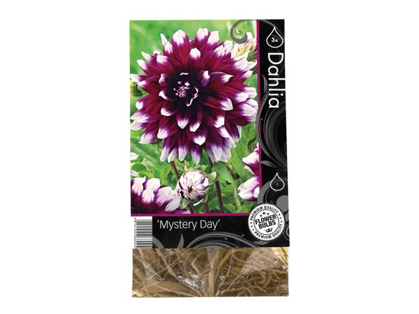 Premium Flowering Bulbs