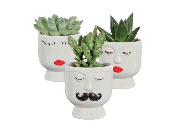 Succulents in magnetic pot