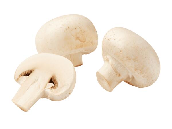 Champignons weiß