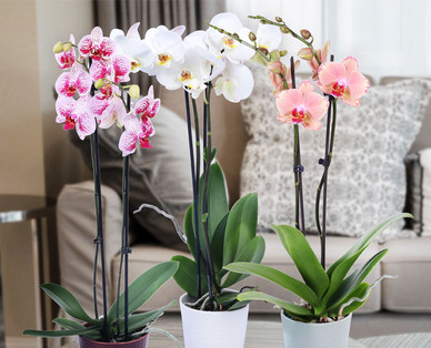 Orchidee