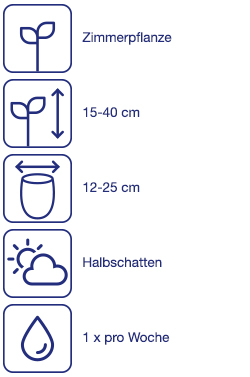 Zimmerpflanze
