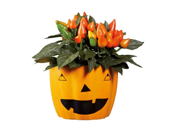 Pumpkin Plant