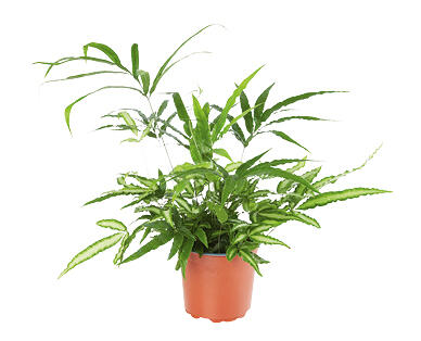 Assorted Mixed Fern Planters 155mm