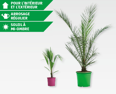 Palmier dans un pot décoratif GARDENLINE(R)
