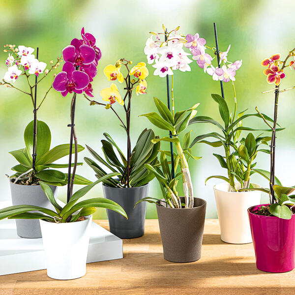 Orchidee