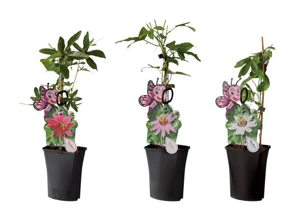 Passiflore "Jardin des papillons"