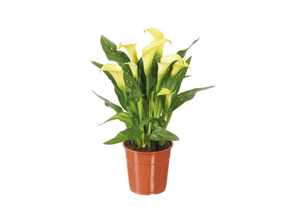 Calla Lily1