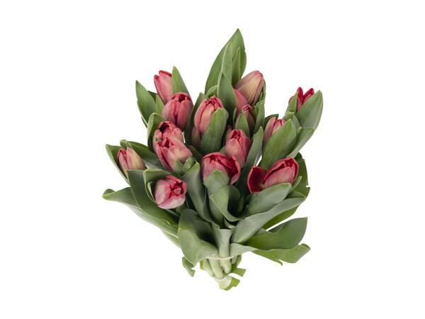 Tulipaner
