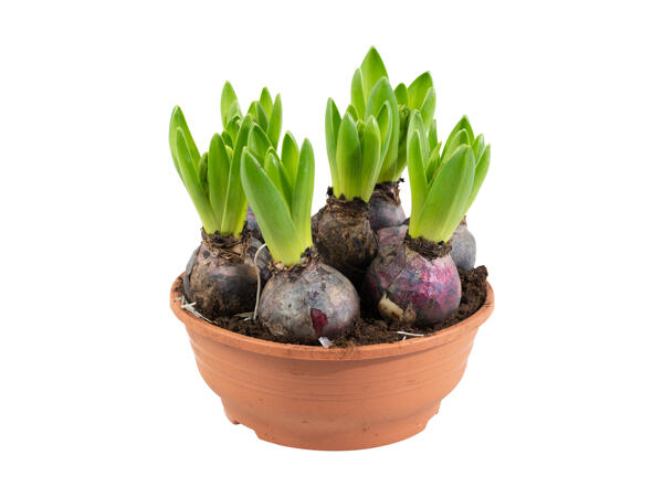 7 hyacinter i skål