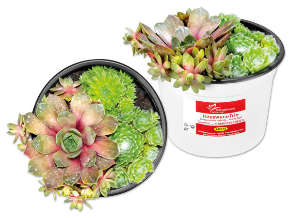 Sempervivum Trio (Hauswurz)
