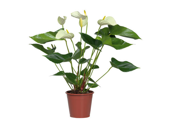 Anthurium Andreanum