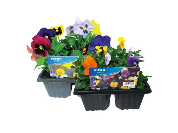 6 Pack Summer Bedding