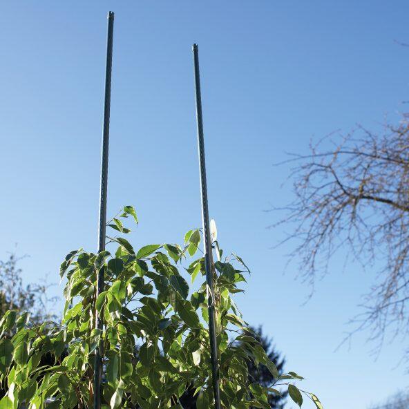 GARDENLINE 				Estacas para Tomateiros/ Plantas