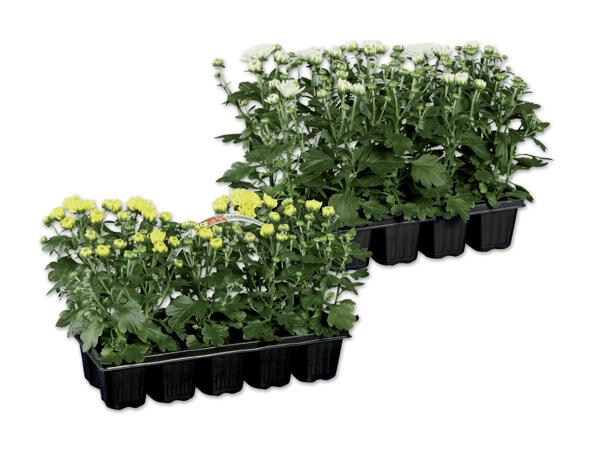 Chrysanthemen "Garden Mum", 10er Tray