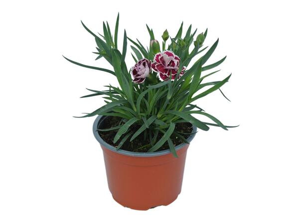 Scented Dianthus