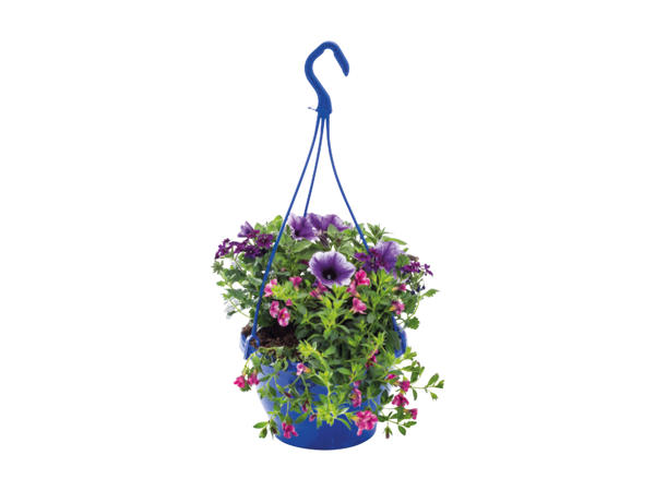 Colourful Hanging Baskets1
