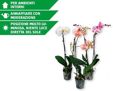 Phalaenopsis