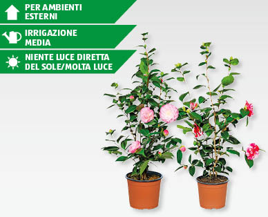 Camelia GARDENLINE(R)