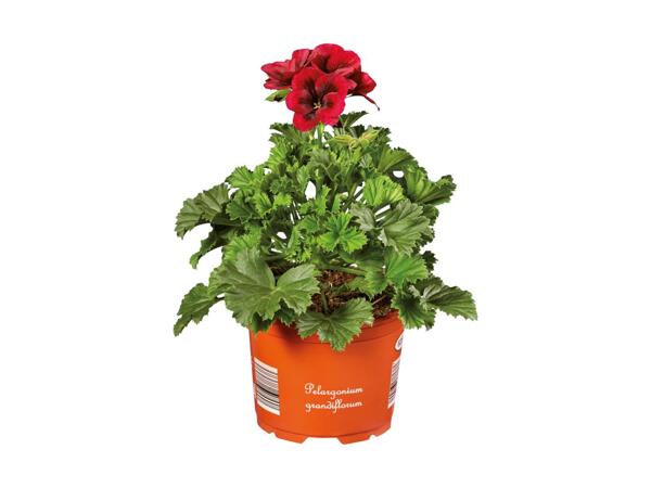 English Geranium
