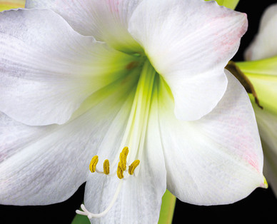 Amaryllis