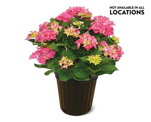 Spring Hydrangea
