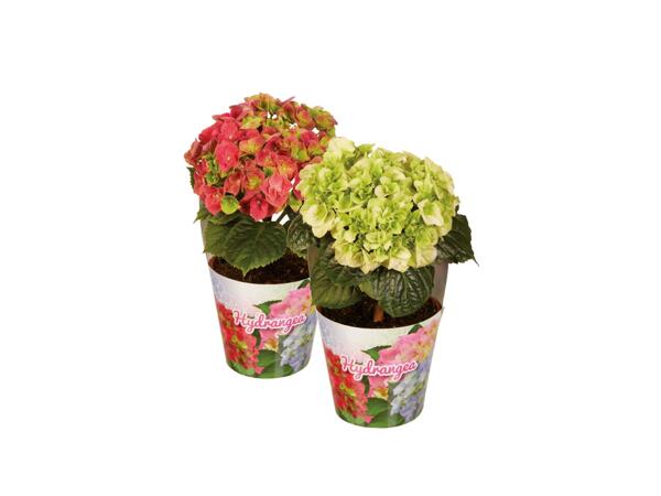 Hydrangea Amour