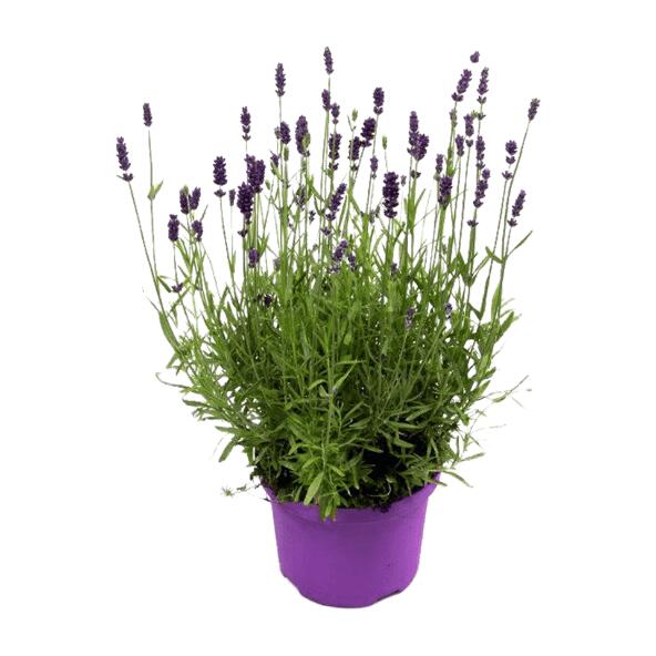 Lavendel