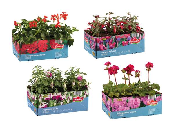 Pelargonie, hænge-pelargonie eller fuchsia