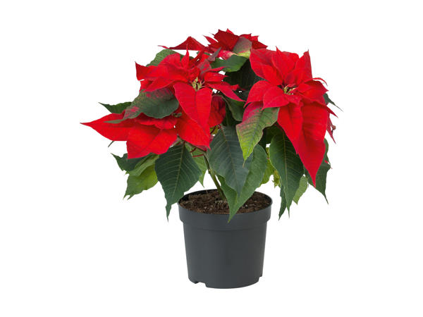 Poinsettia
