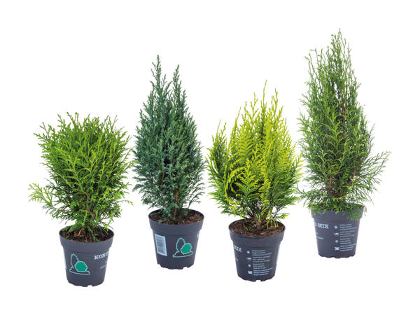 Assortiment de conifères