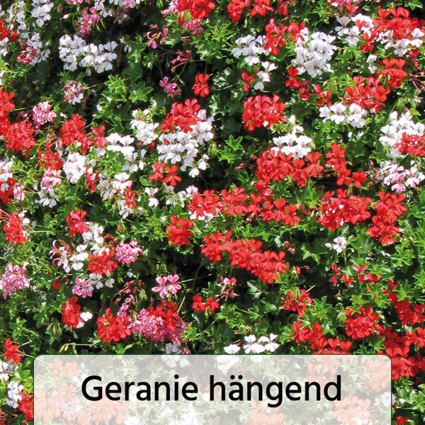 Geranien / Fuchsien