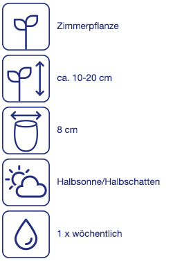 Hyazinthe