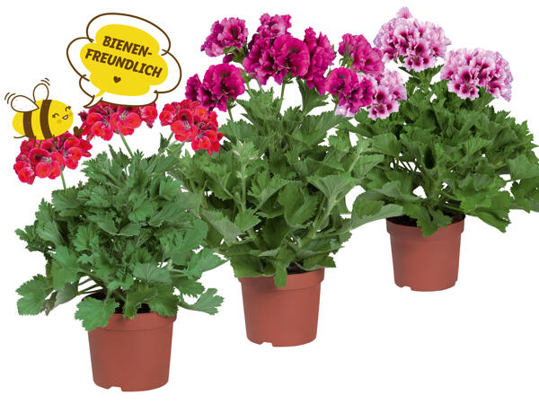 Pelargonium grandiflorum, 12 cm