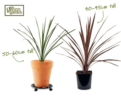 Cordyline†