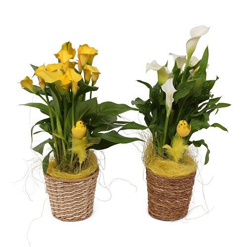 Calla im Korb
