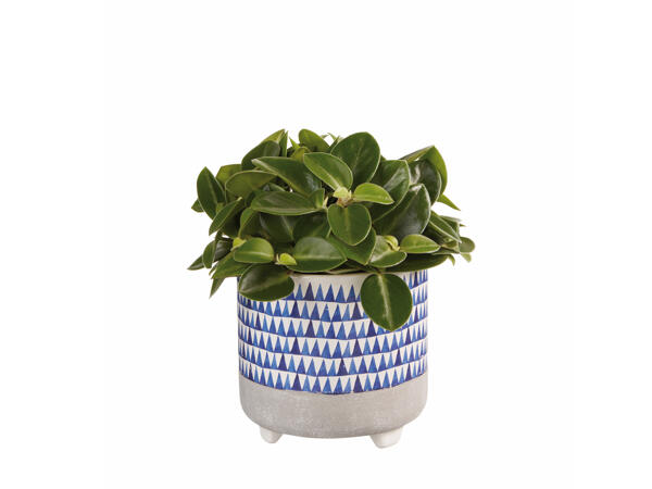 Green Plants in Blue Ceramic