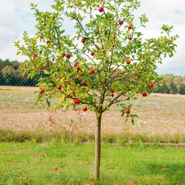 Arbre fruitier