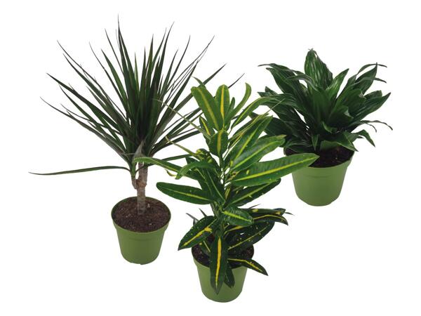 Green Plants