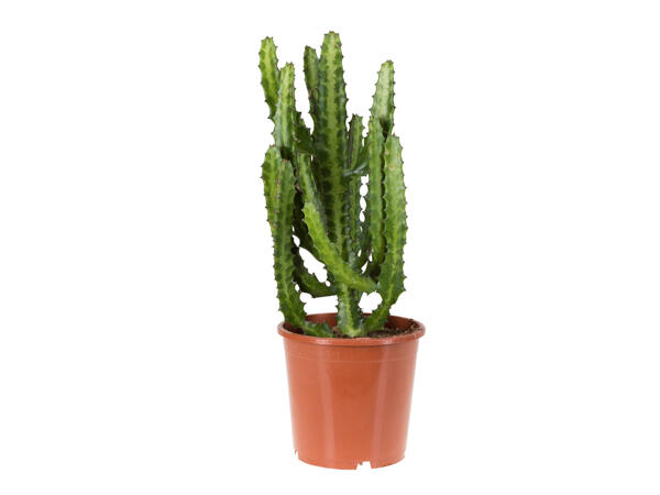 Assortiment de cactus