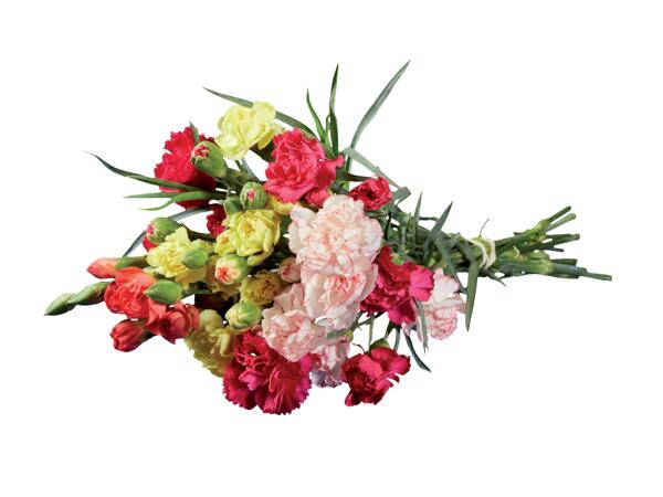 Bunch of Carnations