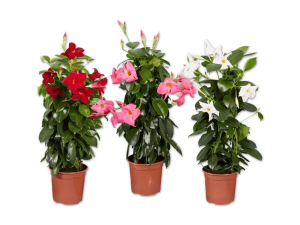Dipladenia Pyramide
