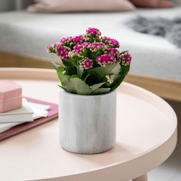 Kalanchoe