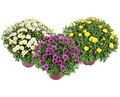 BUISSON DE CHRYSANTHÈMES