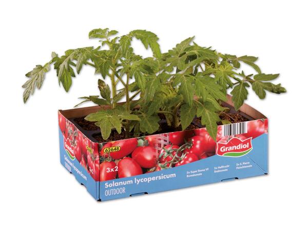 Tomatenmix 6er-Tray