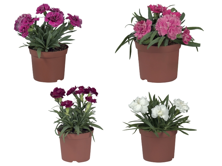 Dianthus