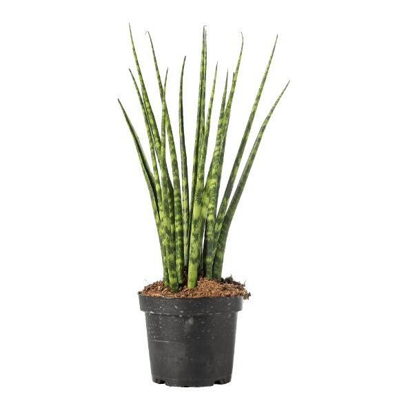 Sansevieria