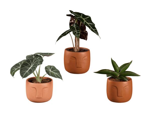 Plantes vertes dans un pot en céramique à motif