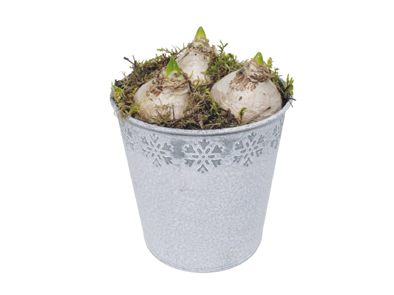 Hyacinths in Frosted Zinc Pot1
